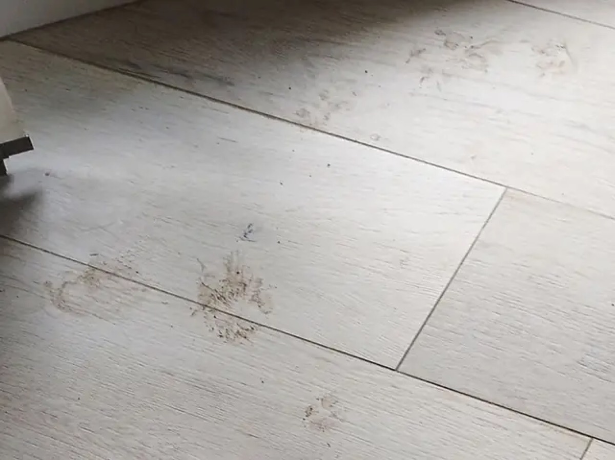 Błotniste ślady psich łap na jasnych płytkach w kuchni przed myciem